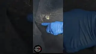 Insanely Satisfying Pet Hair Removal on the Internet #shorts #asmr #detailing #fyp