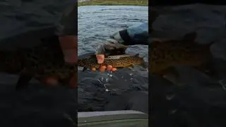 САМАЯ КРАСИВАЯ РЫБА что я ловил 