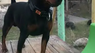 цвергпинчер. zwergpinscher.minpin.миниатюрный пинчер
