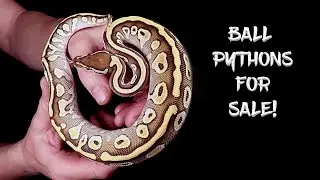 Ball Pythons For Sale!