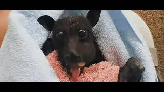 BatmaN XD