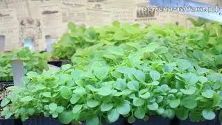 Обзор рассады табака от 5 Апреля. Начинаем пикировать рассаду! Сезон 2020.
