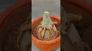 The Easiest Way To Graft Adenium Plant | Desert Rose Grafting Technique #grafting #adenium #shorts