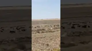 A foreigner about Kazakhs. I didn't expect this from Kazakhs.