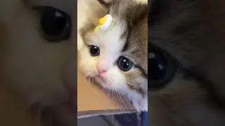 Kucing baby lagi bersedih