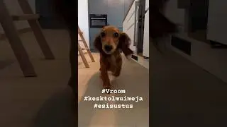 🧹🐶10 sek & kõik on puhas! Vroom hoiab su elu korras! #Vroom #Kesktolmuimeja #esisustus