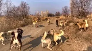 shepherd  dogs are start to fight--I tried to pull it apart but it bit me