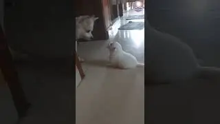 Puppy Crying Sound 🤢🐶 😰🐕 | Mother Dog Anxious when Cute Baby Dog Crying Sound🙏