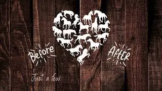 HWH Before After Horses