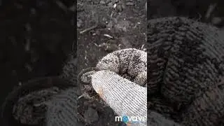 Харьковская область. Поиск с металлоискателем.