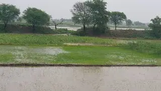 Rainy Day Garden Tour 🌧️ | घर का गार्डन बारिश में कैसा दिखता है | Monsoon Vibes Vlog --- ✅