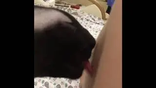 Лизун а не кошка