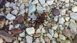 Huge big brown spider!