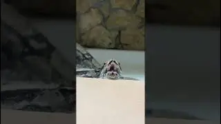 Выкидыш д’артаньяна