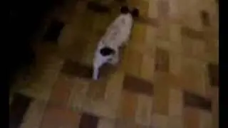 Alison the dog