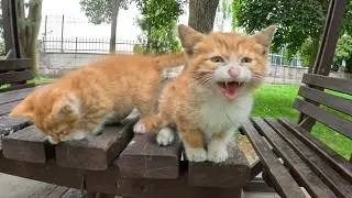Orange kitten jumps into my hoodie on a rainy day