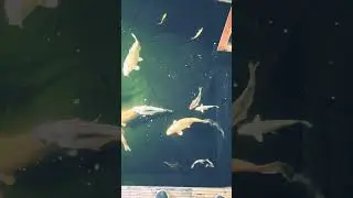 SIMPLY STUNNING KOI AT NIGHT FROM ABOVE #koi #koipond #enya #ponds #koilovers #tosai #fry #koifish