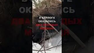 Охота в уральской тайге на медведя с копьем