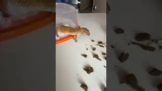 Эублефар