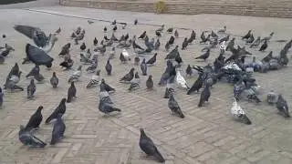 таджикистан худжанд паншанбе