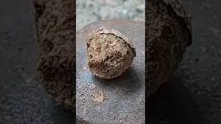 What's Inside a Teakwood Tree Seed?