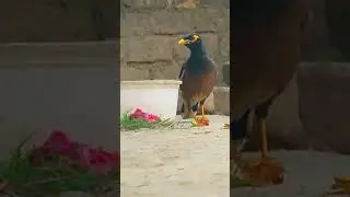 help them 🥰🥰#shorts #nature #bird #wormwether #blog #myfirstvlog