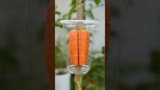 🌿Great way to propagate guava tree by air layering using a carrot🥕