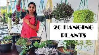 20 HANGING PLANTS | my plant collection