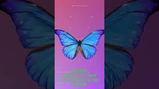 free beat 