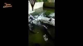 Fast answer: What Happened After Man Fell on Gators