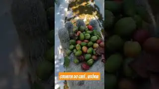 COLHEITA DO CAFÉ  VITÓRIA DO ESPÍRITO SANTO