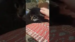 котик Гоша 