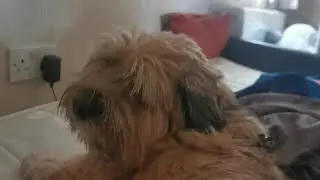 beautiful Sheldon