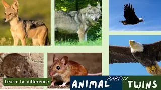 Animal Twins | Learn the difference (Part 2)