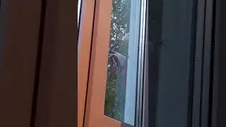 Дятел кушает вафельки👍👍