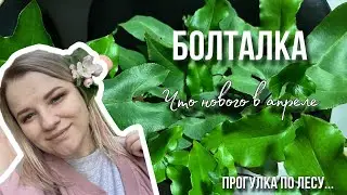 Новинки апреля. Обзор и пересадка. Прогулка по лесу 🌳🌲