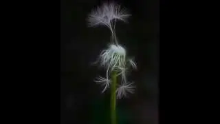 Waltz.wmv
