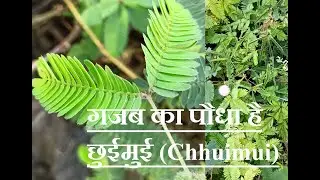 गजब का पौधा है छुईमुई (Chhuimui)
