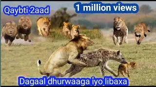 Dagaal libaax iyo dhurwaaga 2020? Q.➋aad