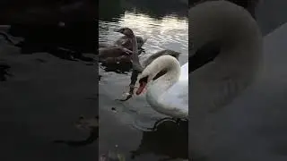 злой лебедь шипит защита выводка