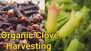 Organic Clove Harvesting | Spices In Idukki Kerala || Syzygium Aromaticum