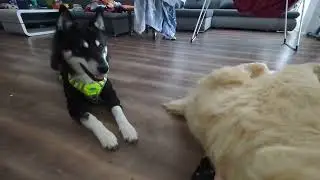 Husky reagiert auf großen Plüsch Hund - Teil 2 💙 | 🐺 Husky Goraidh 🐾