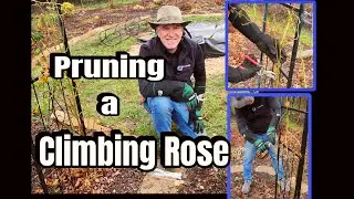 Pruning a Climbing Rose