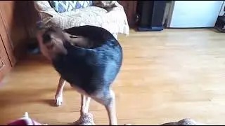 Сёма