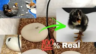 how to hatch a Egg with incubator 😁 Day 21 😍🖤