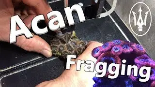 Coral Propagation 101: Fragging Acans and Favia