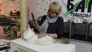 Экспертиза сибиряков (Коротоножкина Ольга)