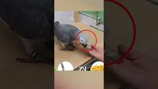 A parrot has destroyed scientific thinking 😱 by fact pulse 