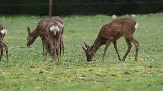 Europe's Whitetails - Roe Deer - Shot with Olympus 300mm f4 Pro + MC-14 - Raw video