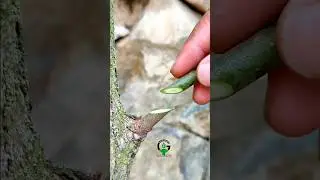 Best grafting technique 1 